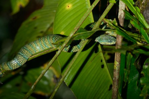 Gunung Mulu National Park ( Bornéo, Malaisie) - Vipère verte sur une branche.(VO-13-0553)